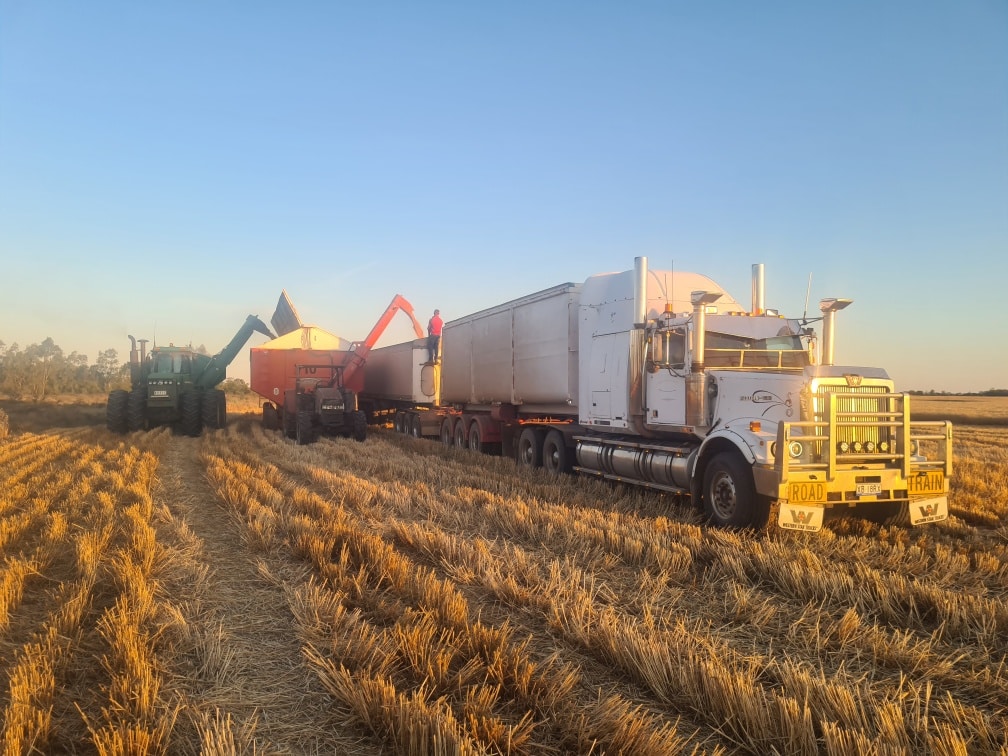 White semi-truck with multiple grain trailers in a harvested field at sunset, with farm equipment nearby and a worker on a grain bin loader.