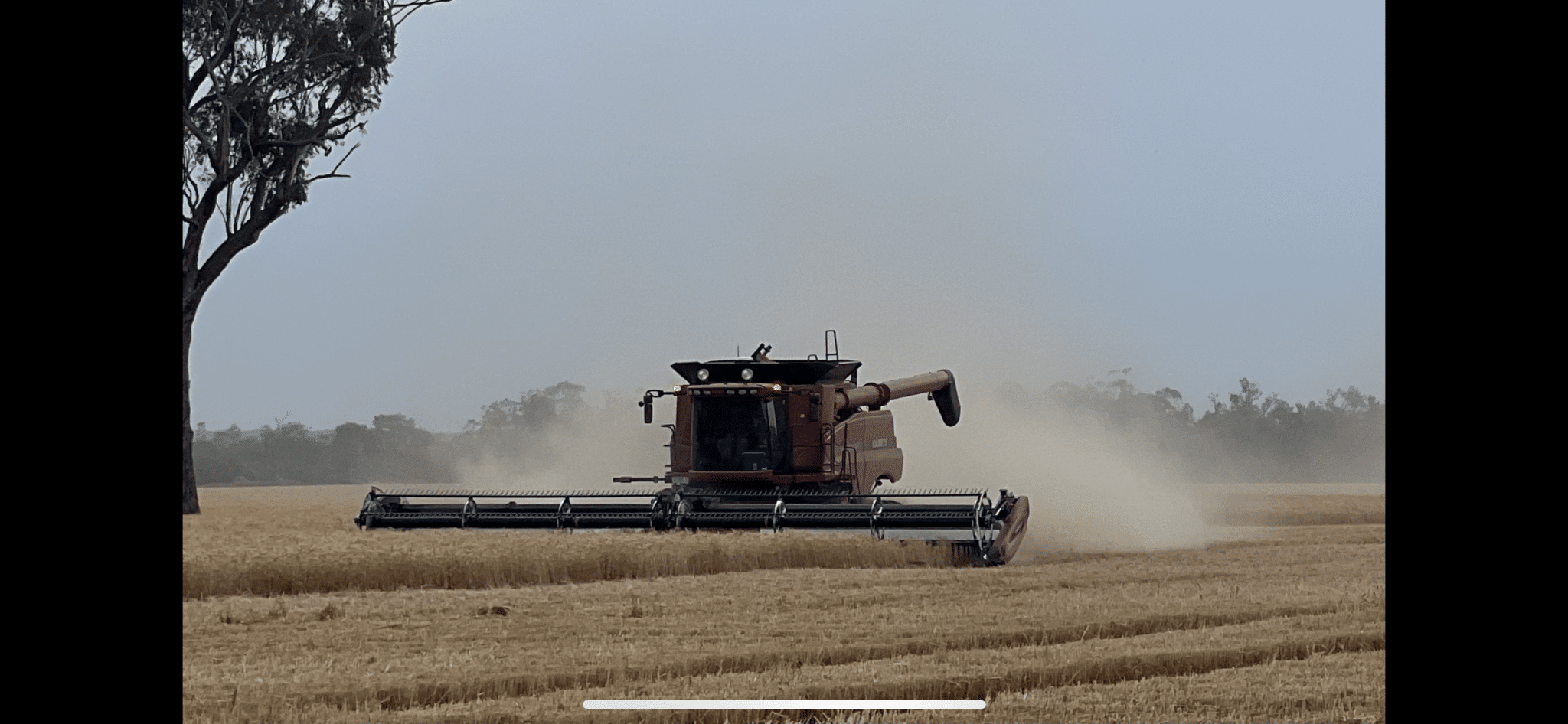 Combine harvester cutting a golden field, sending dust cloud as it moves across the field.