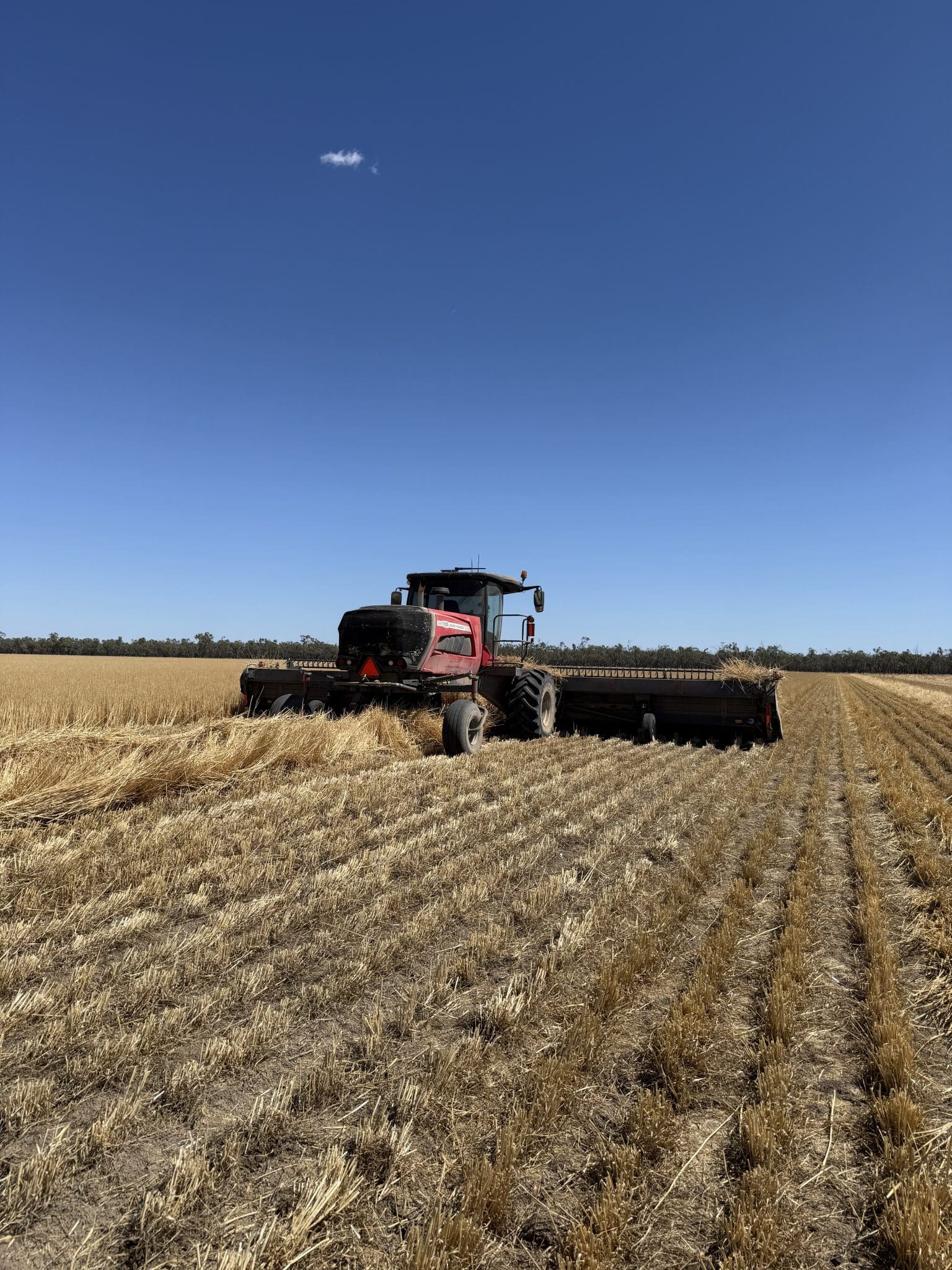 Red combine harvester in a golden wheat field beneath a clear blue sky, harvesting grains.